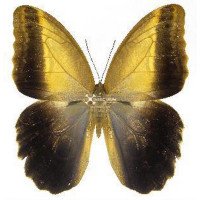 CALIGO TELEMONIUS MEMNON